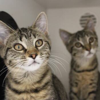 Poppy -  Domestic Short Hair Cat for Adoption in Champaign, Illinois - Poppy | PetCurious