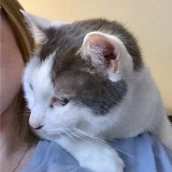 Coco & Tubs -  Domestic Short Hair Cat for Adoption in Seven Valleys, Pennsylvania - Coco & Tubs | PetCurious