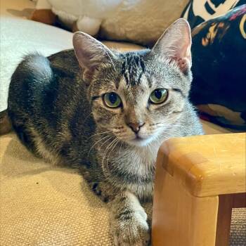 Rescue Domestic Short Hair Cats for Adoption in Houston, Texas - Baby | PetCurious