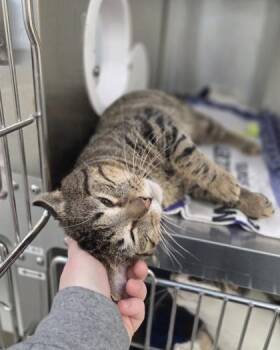 Domestic Short Hair Cats Available for Adoption - Graham | PetCurious