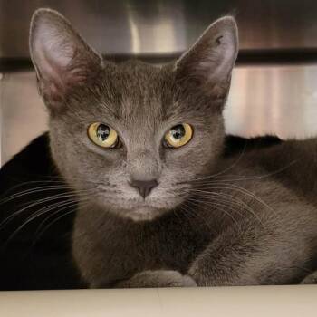 Domestic Short Hair Cats Available for Adoption in Columbia, Missouri - Stew | PetCurious