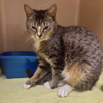 Domestic Short Hair Cats Available for Adoption in Blue Ridge, Georgia - Betsy | PetCurious
