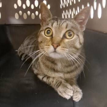 Domestic Short Hair Cats Available for Adoption - Paw Dameron | PetCurious