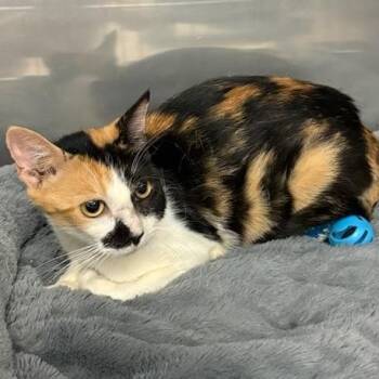 Moxie -  Domestic Short Hair Cat for Adoption in Jupiter, Florida - Moxie | PetCurious