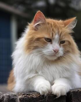 Domestic Long Hair Cats Available for Adoption in Oakville, Washington - Marie | PetCurious