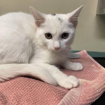 Rachel -  Domestic Short Hair Cat for Adoption in Pasadena, California - Rachel | PetCurious