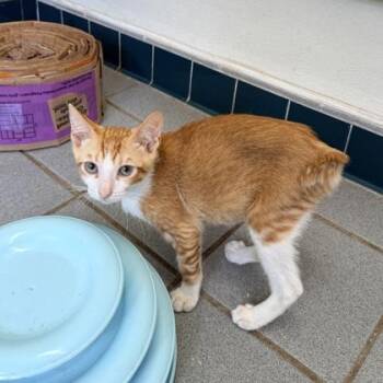 Cheese Doodle -  Domestic Short Hair Cat for Adoption in Honolulu, Hawaii - Cheese Doodle | PetCurious