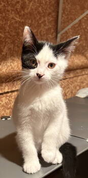 Rescue Domestic Short Hair Cats for Adoption in Walled Lake, Michigan - Esau (Must Be Adopted With Elsie) | PetCurious