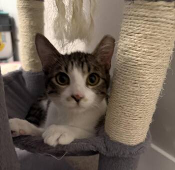 Benny -  Domestic Short Hair Cat for Adoption in Lincoln, Nebraska - Benny | PetCurious