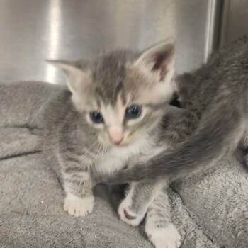 Milo -  Domestic Short Hair Cat for Adoption in Evensville, Tennessee - Milo | PetCurious