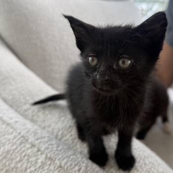 Caviar -  Domestic Short Hair Cat for Adoption in NEW PT RICHEY, Florida - Caviar | PetCurious