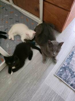 Domestic Short Hair Cats Available for Adoption in Holbrook, New York - CHARLOTTE | PetCurious
