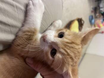 Buddy -  Domestic Short Hair Cat for Adoption in Long Beach, California - Buddy | PetCurious