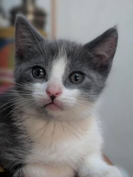 Newt -  Domestic Short Hair Cat for Adoption in Lancaster, California - Newt | PetCurious
