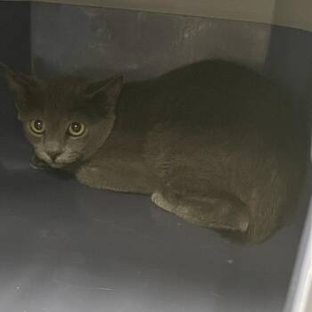 1205-C26 -  Domestic Short Hair Cat for Adoption in Port Charlotte, Florida - 1205-C26 | PetCurious