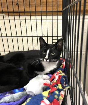 Rescue Domestic Short Hair Cats for Adoption in Wantagh, New York - Carlo | PetCurious