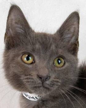 Domestic Short Hair Cats Available for Adoption in Kennesaw, Georgia - Moonlight | PetCurious