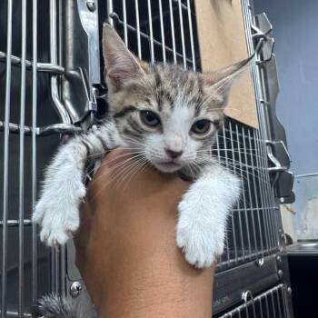 Dawn -  Domestic Short Hair Cat Available for Adoption in Vieques, Vieques - Dawn | PetCurious