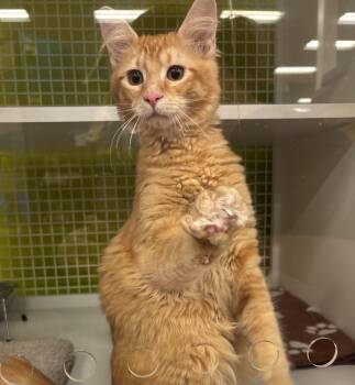 Domestic Short Hair Cats Available for Adoption in Lodi, California - Waffle | PetCurious