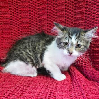 Justice -  Domestic Long Hair Cat for Adoption in Mt. Juliet, Tennessee - Justice | PetCurious