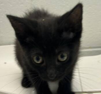 Suzie -  Domestic Short Hair Cat for Adoption in Golden, Colorado - Suzie | PetCurious