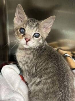Ms. Beans -  Domestic Short Hair Cat for Adoption in Memphis, Tennessee - Ms. Beans | PetCurious