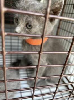 Rescue Domestic Short Hair Cats for Adoption in Houston, Texas - ORANGE | PetCurious