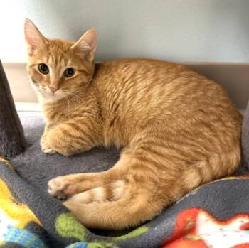 Rescue Domestic Short Hair Cats for Adoption in Neenah, Wisconsin - Basil | PetCurious