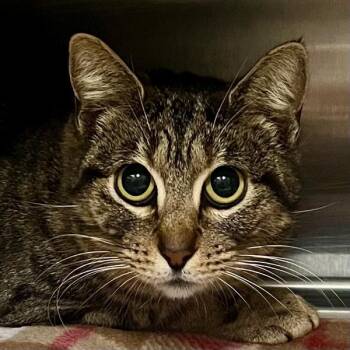 Domestic Short Hair Cats Available for Adoption - Europa | PetCurious