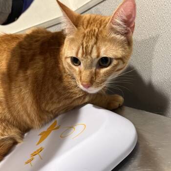 Apollo 2 -  Domestic Short Hair Cat for Adoption in Tampa, Florida - Apollo 2 | PetCurious