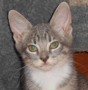Merrygo -  Tabby and Domestic Short Hair Cat for Adoption in North Highlands, California - Merrygo | PetCurious