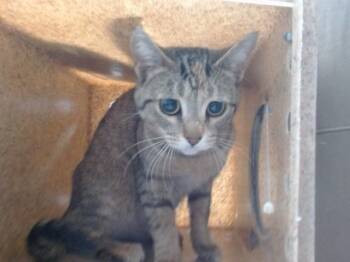 Domestic Short Hair Cats Available for Adoption - NIXI | PetCurious