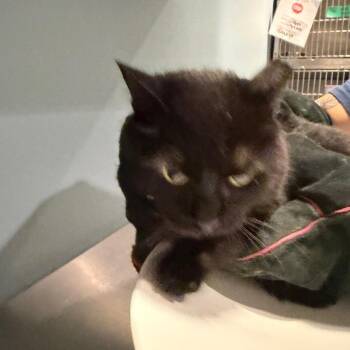 Toothless -  Domestic Short Hair Cat for Adoption in Chattanooga, Tennessee - Toothless | PetCurious