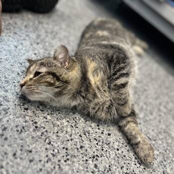 Domestic Short Hair Cats Available for Adoption in North Battleford, Saskatchewan - Rukia | PetCurious