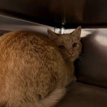 Dante - Barn cat -  Domestic Short Hair Cat for Adoption in Flagstaff, Arizona - Dante - Barn Cat | PetCurious