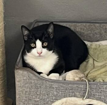 Sammy -  Domestic Short Hair and Tuxedo Cat for Adoption in Mendham, New Jersey - Sammy | PetCurious