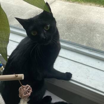 Domestic Short Hair Cats Available for Adoption in West Des Moines, Iowa - Lunar | PetCurious