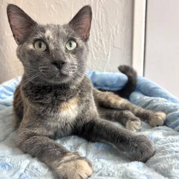 Celexa -  Domestic Short Hair Cat for Adoption in Yucca Valley, California - Celexa | PetCurious