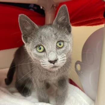 Penney Margaret -  Domestic Short Hair Cat for Adoption in Wheaton, Illinois - Penney Margaret | PetCurious
