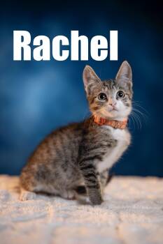 Rescue Domestic Short Hair Cats for Adoption in Maitland, Florida - Rachel | PetCurious