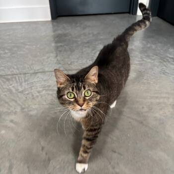 Rescue Domestic Short Hair Cats for Adoption in Chicago, Illinois - Georgia | PetCurious