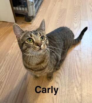 Domestic Short Hair Cats Available for Adoption - CARLEY | PetCurious