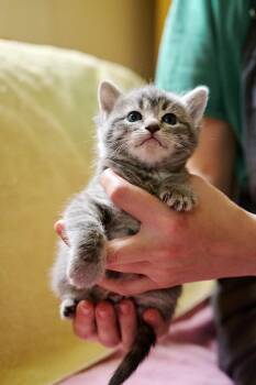 Domestic Short Hair Cats Available for Adoption in Floyd, Virginia - Apple | PetCurious