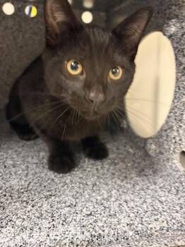 Giveon -  Domestic Short Hair Cat for Adoption in Greenfield, Indiana - Giveon | PetCurious