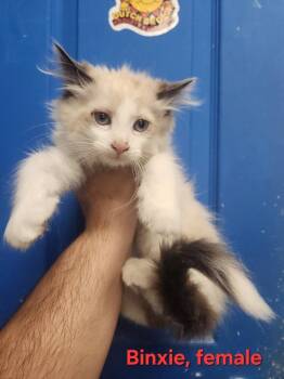 Binxie -  Himalayan Cat for Adoption in Evansville, Indiana - Binxie | PetCurious
