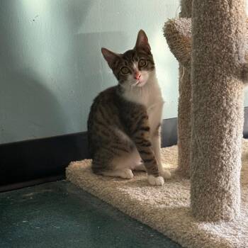 Adeline- FIP -  Domestic Short Hair Cat for Adoption in Chico, California - Adeline- FIP | PetCurious