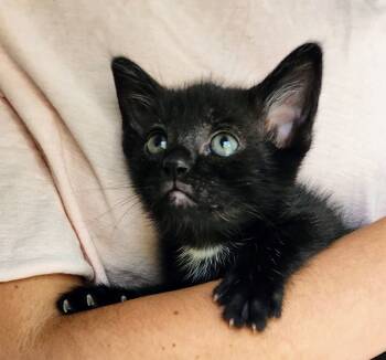 Rescue Domestic Short Hair Cats for Adoption in Chapel Hill, North Carolina - Huckleberry | PetCurious