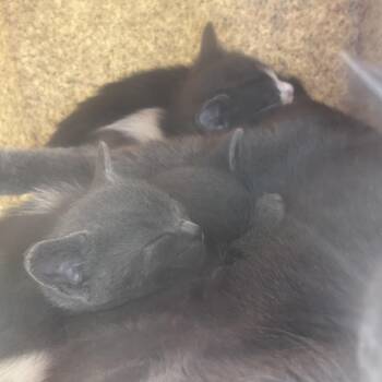 Miso -  Domestic Short Hair Cat for Adoption in Philadelphia, Pennsylvania - Miso | PetCurious