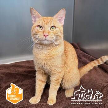 FERB -  Domestic Short Hair Cat for Adoption in Irvine, California - FERB | PetCurious