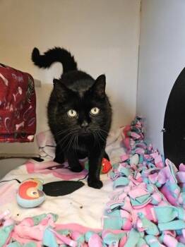 Luna Tuna Casserole -  Domestic Short Hair Cat for Adoption in Duluth, Minnesota - Luna Tuna Casserole | PetCurious